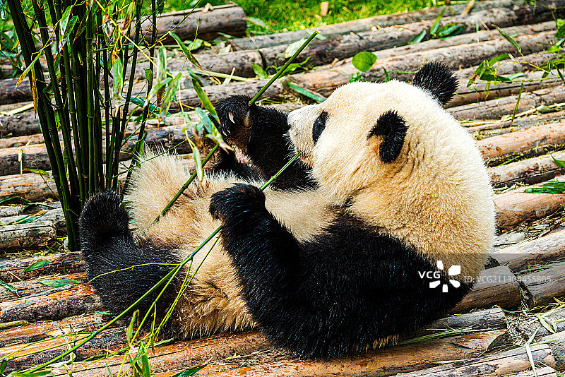 成都 熊猫图片素材
