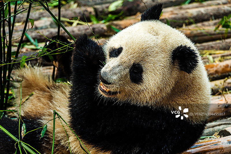 成都 熊猫图片素材