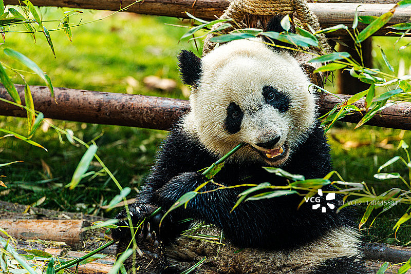 成都 熊猫图片素材