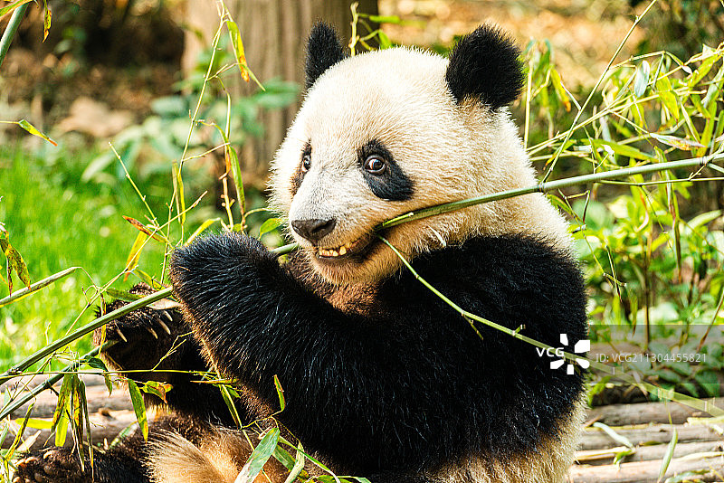 成都 熊猫图片素材