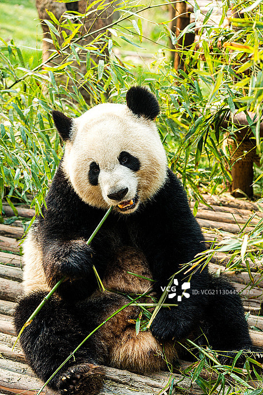 成都 熊猫图片素材