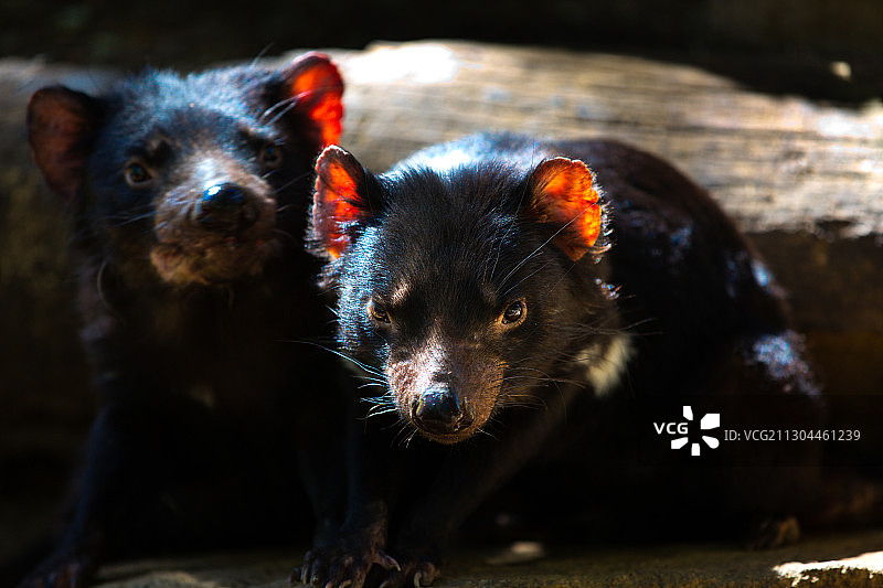 袋獾Sarcophilus harrisii塔斯马尼亚恶魔图片素材