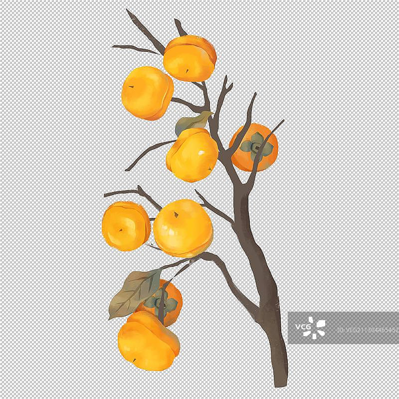 成熟的柿子图片素材