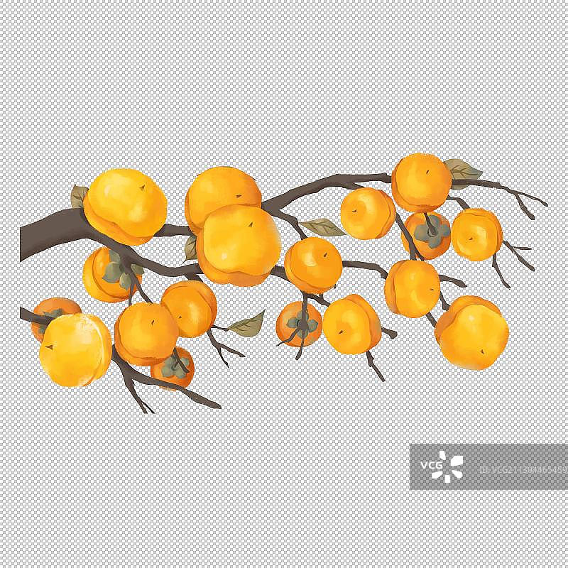 成熟的柿子图片素材