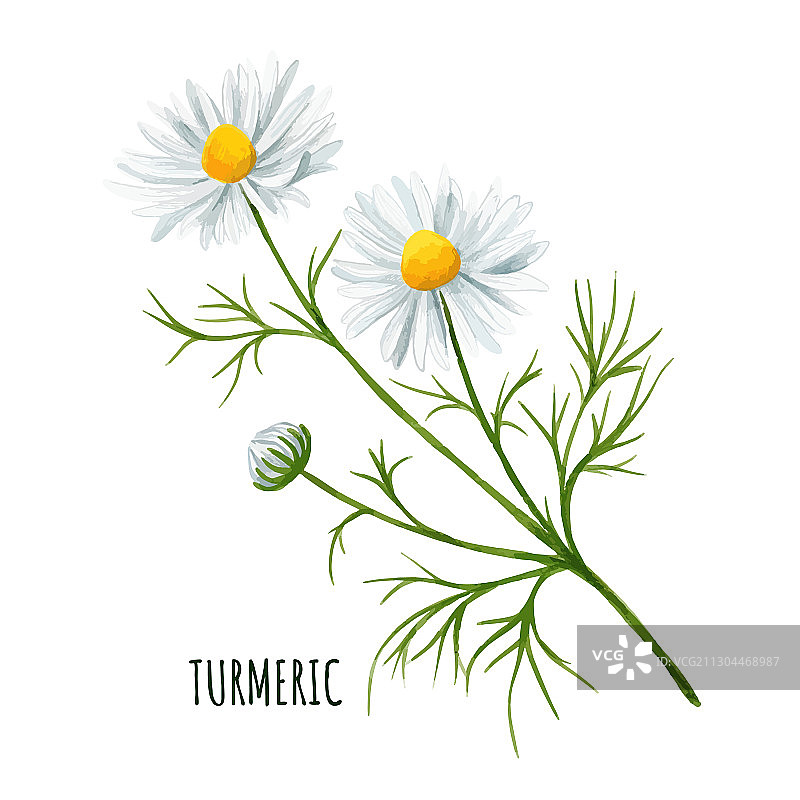 带有花苞和叶子的白色雏菊花图片素材