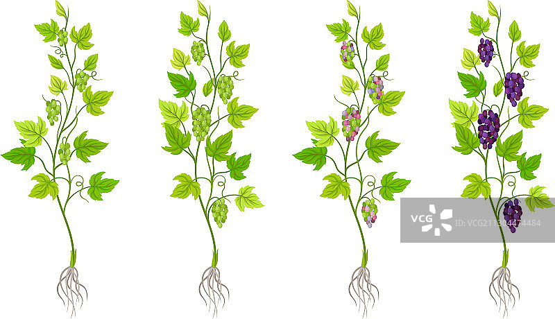 绿色葡萄藤生长与发芽图片素材