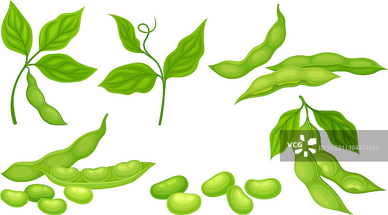 绿色的豆荚，里面是绿色的叶子和大豆图片素材