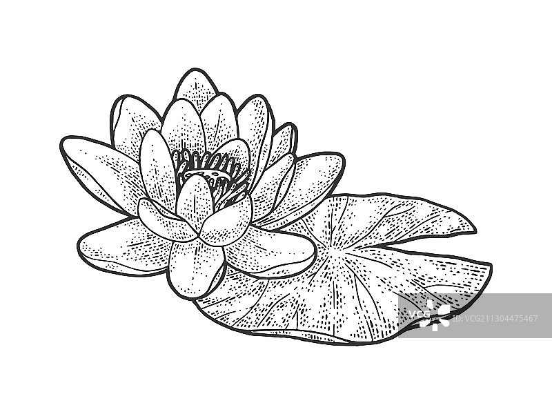 莲花素描图片素材