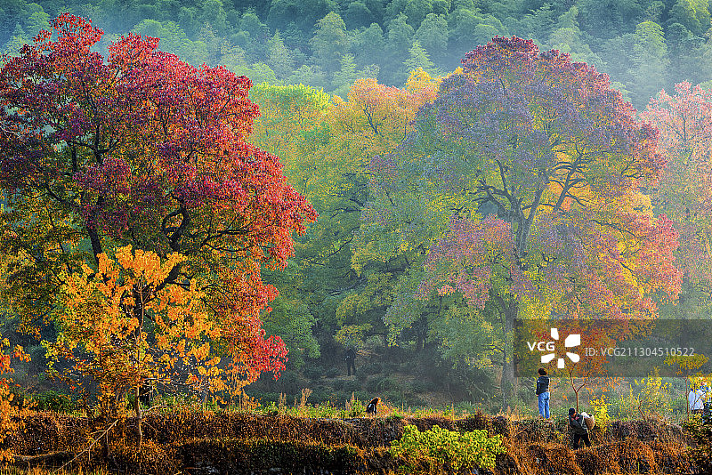 黄山市黟县塔川秋色图片素材