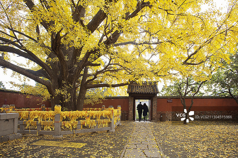 银杏树图片素材