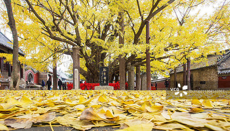 千年银杏树图片素材