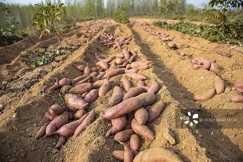 红薯图片素材