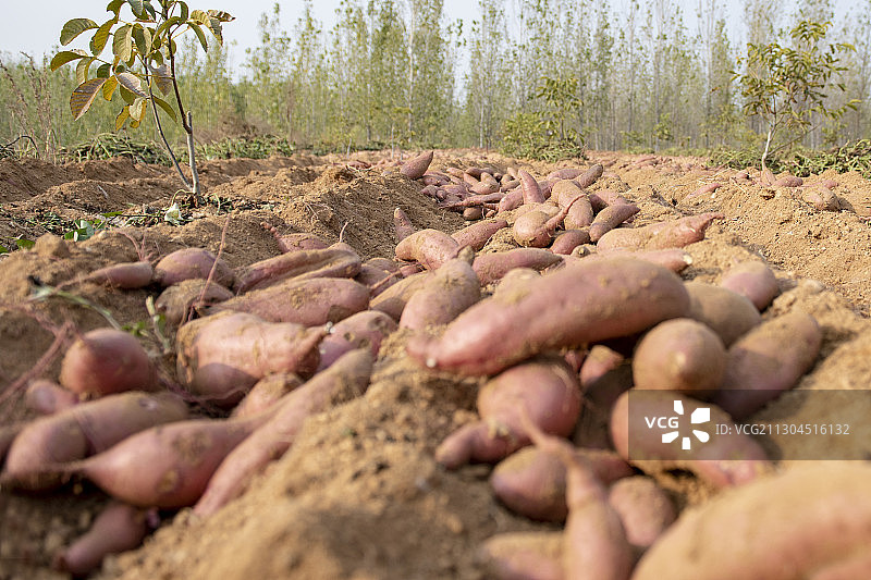 红薯图片素材