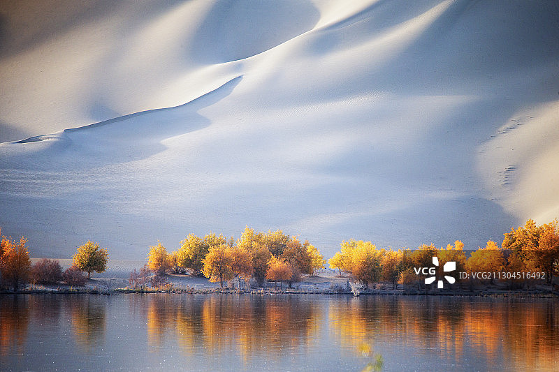 新疆塔克拉玛干罗泊湖胡杨林图片素材