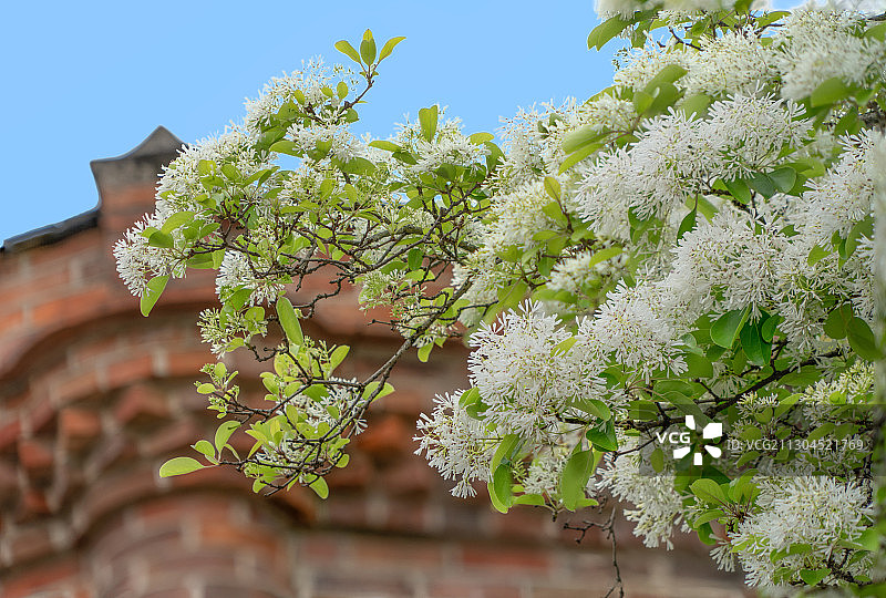 三坊七巷景区内的百年流苏王花开图片素材