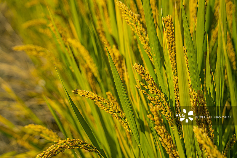 秋天成熟的水稻田图片素材