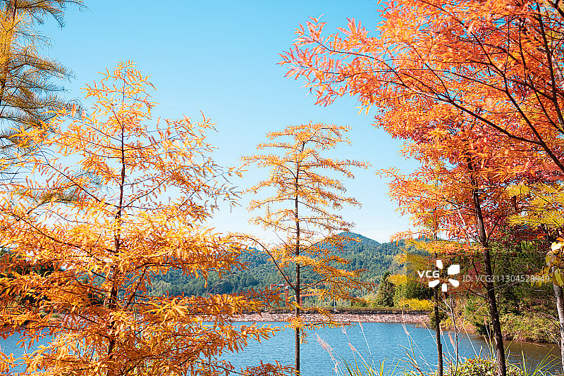 福建省龙岩市上杭古田山庄秋天景色图片素材