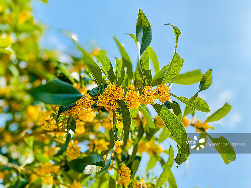 古城苏州：金秋桂花香满城图片素材
