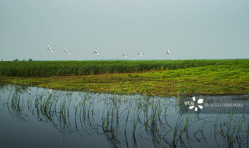 扎龙湿地图片素材