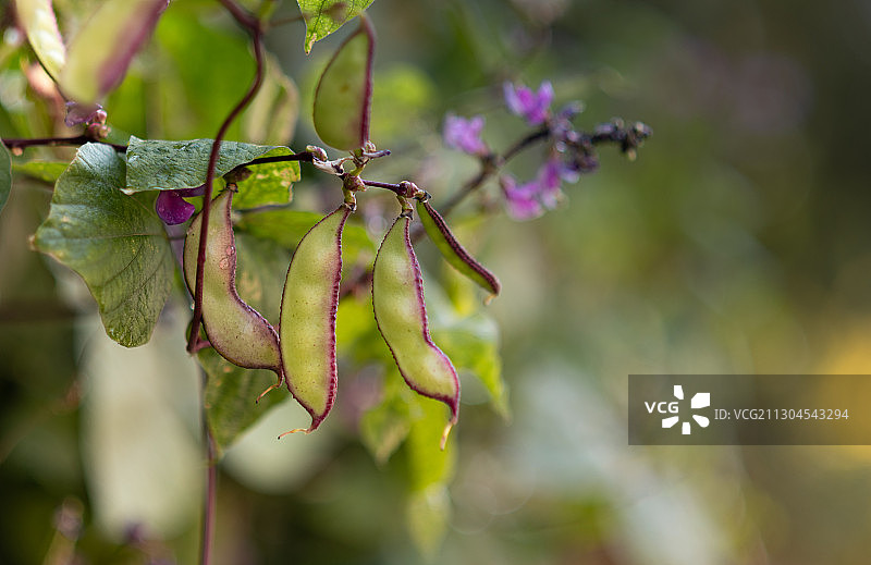 秋天扁豆开花结果图片素材