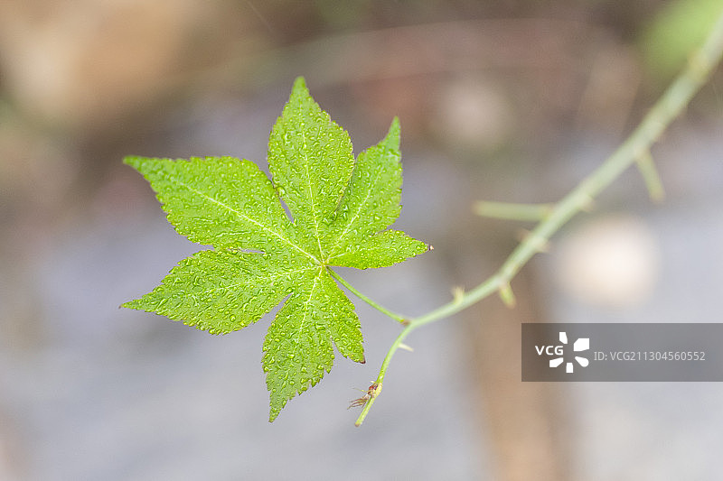 秋雨后的枫叶图片素材