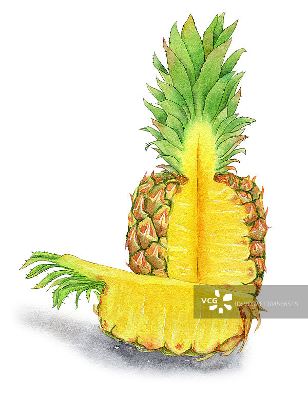 手绘水彩植物水果菠萝凤梨素材插画图片素材