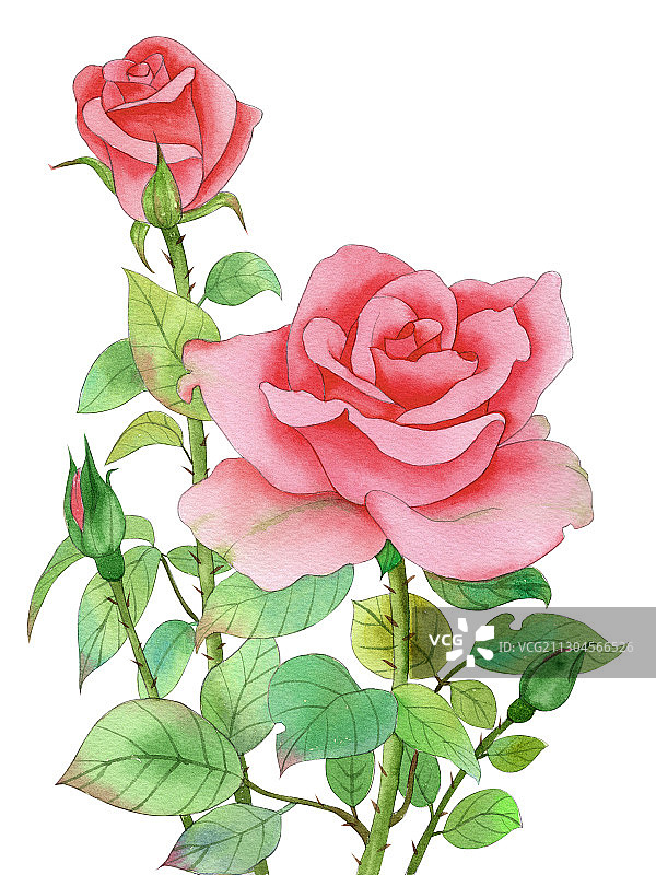 手绘水彩植物花卉玫瑰花素材插画图片素材