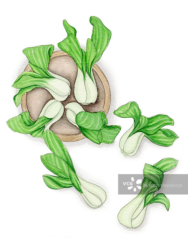手绘水彩植物蔬菜上海青白菜素材插画图片素材