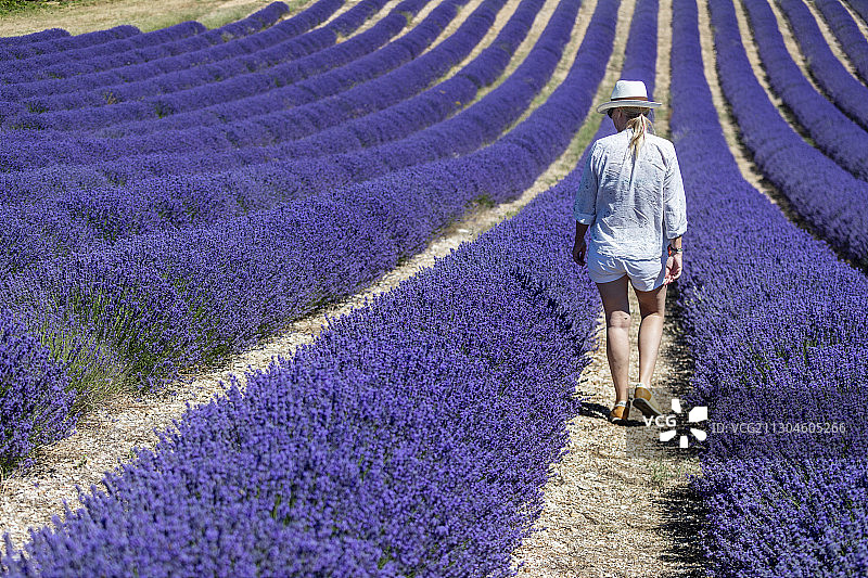 走在薰衣草田里的女人图片素材