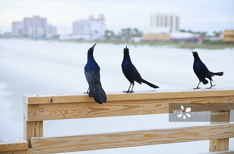 三只黑鸟栖息在海滩边的木制栏杆上图片素材