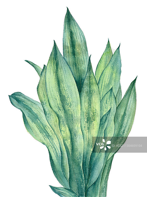 手绘水彩植物绿叶虎皮兰元素素材插画图片素材