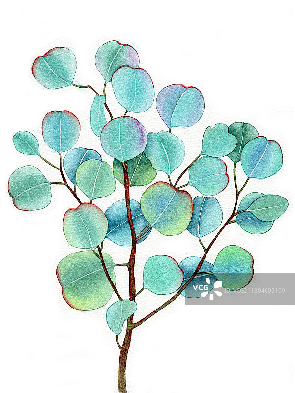 手绘水彩植物绿叶尤加利元素素材插画图片素材