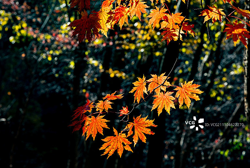 本溪关门山秋色图片素材