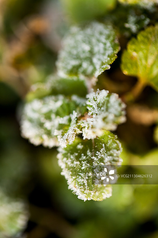 寒霜图片素材