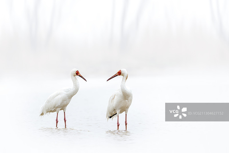 仙鹤起舞图片素材