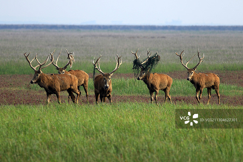 中国黄海之滨江苏省盐城市大丰麋鹿国家级自然保护区野生麋鹿群图片素材