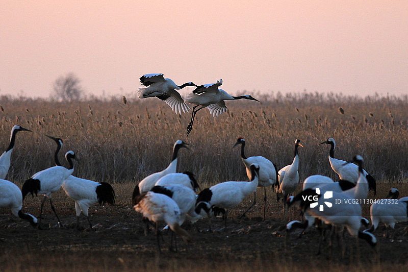 中国江苏省盐城市射阳县国家级丹顶鹤珍禽自然保护区中的丹顶鹤图片素材