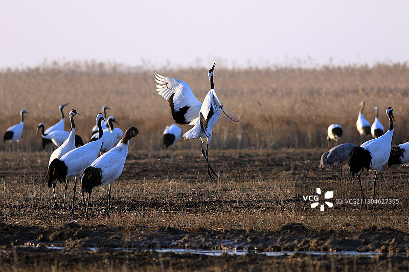 中国江苏省盐城市射阳县国家级丹顶鹤珍禽自然保护区中的丹顶鹤图片素材