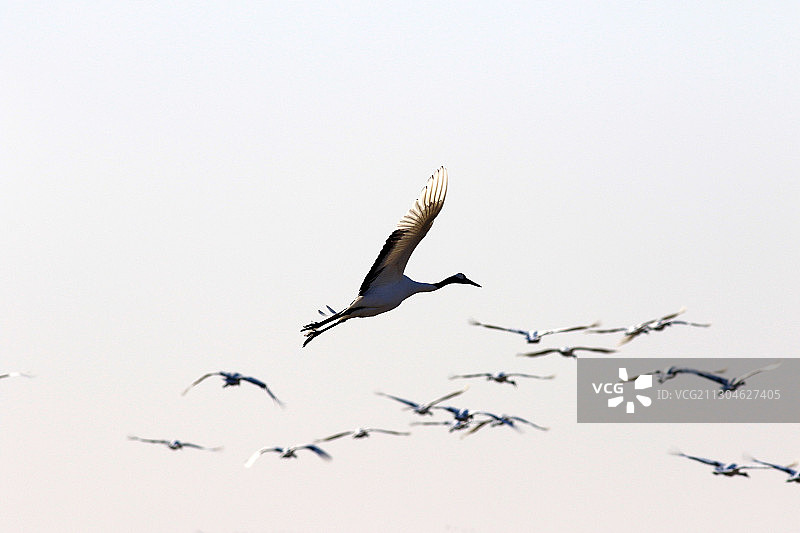 中国江苏省盐城市射阳县国家级丹顶鹤珍禽自然保护区中的丹顶鹤图片素材