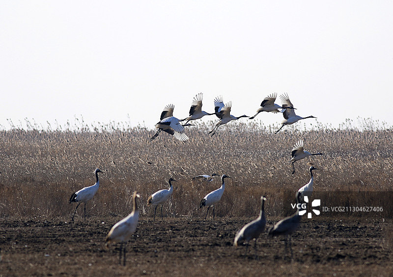 中国江苏省盐城市射阳县国家级丹顶鹤珍禽自然保护区中的丹顶鹤图片素材