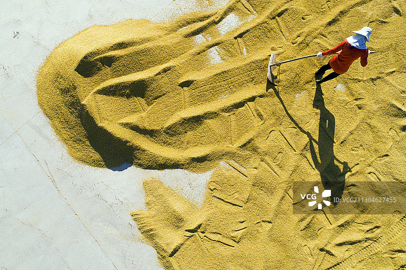 中国江苏苏北平原丰收的金色稻谷图片素材