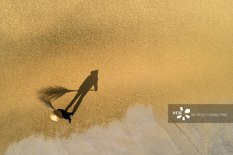 中国江苏苏北平原丰收的金色稻谷图片素材