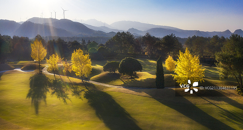 乐满地银杏林图片素材