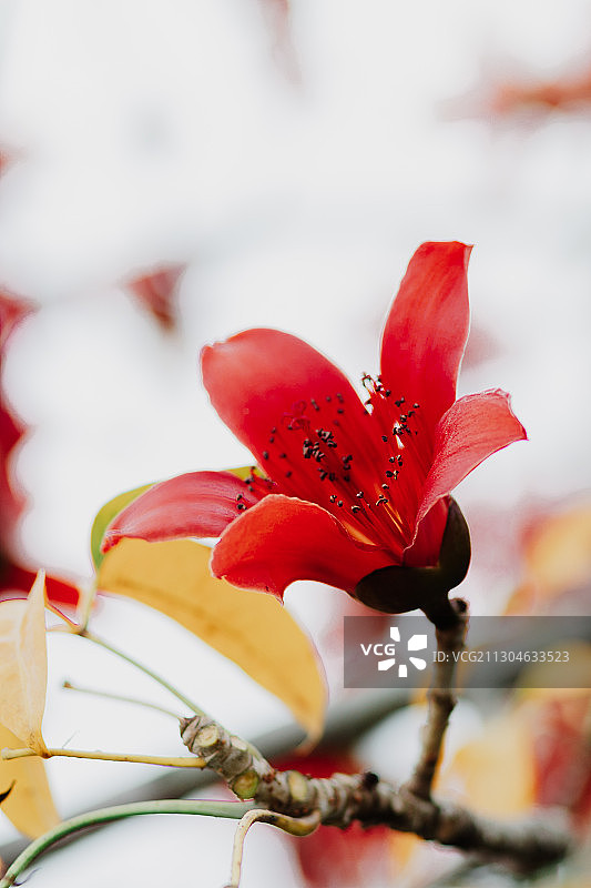 木棉花图片素材