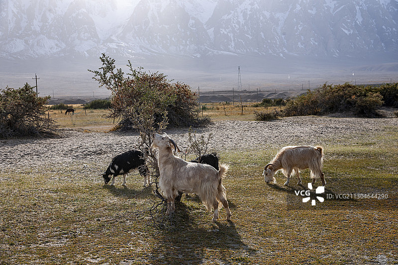 塔什库尔干塔吉克自治县阿克塔木村庄边杂树林里的羊群图片素材