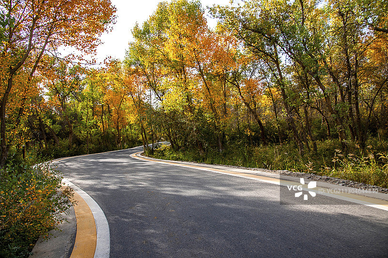 新疆泽普金胡杨国家森林园区公路图片素材