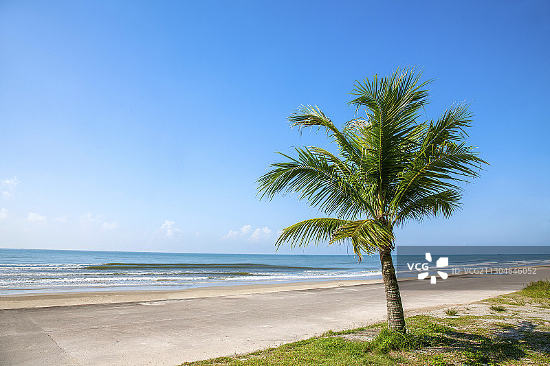 广西东兴京族万尾岛金滩独棵椰树图片素材