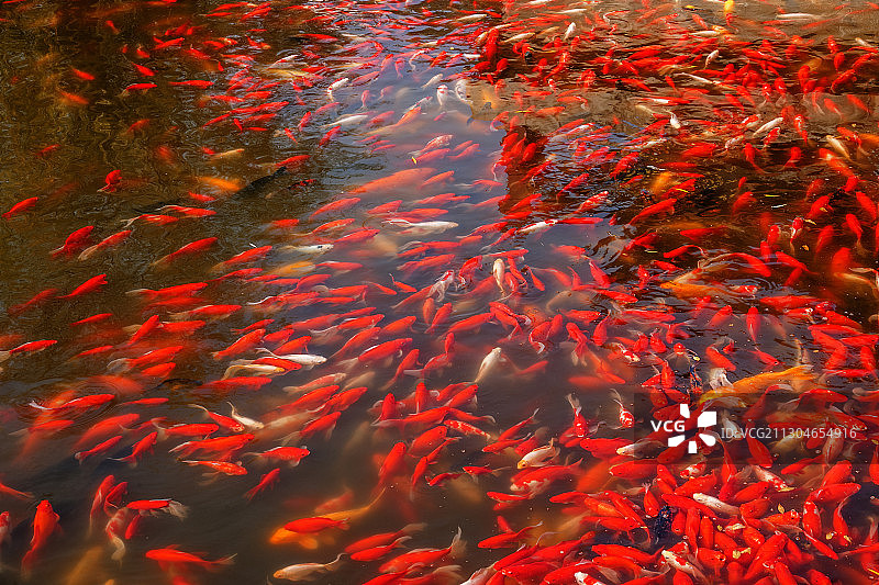 河南开封清明上河园汴河观鱼图片素材