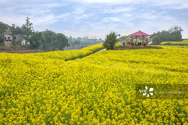 重庆永川区五间镇油菜花海图片素材