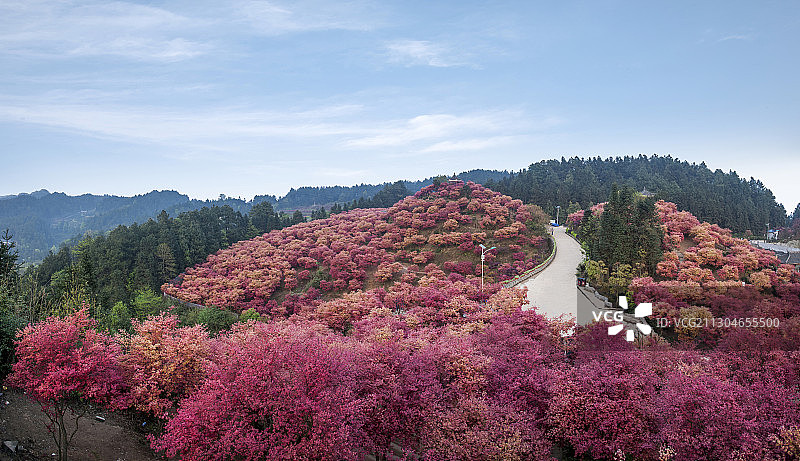 重庆五洲生态园枫叶红图片素材